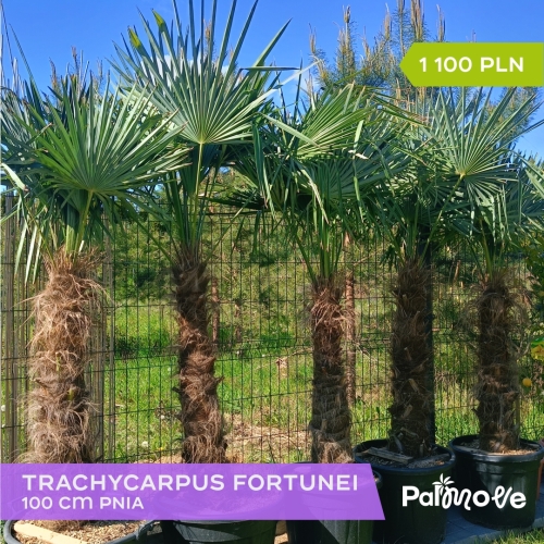 Trachycarpus Fortunei 1m pnia